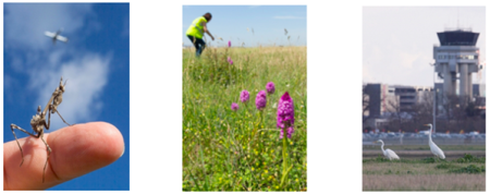 Aéroport Toulouse-Blagnac, une terre riche en biodiversité méconnue