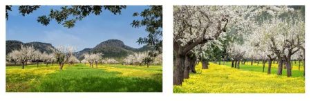 Majorque se pare de couleurs avec la floraison des amandiers