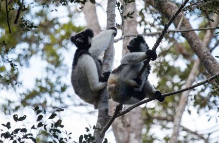 L’écotourisme à Madagascar : Immersion au cœur des parcs nationaux aerobernie-ecotourisme