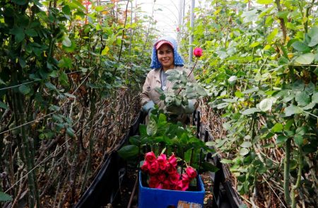 LATAM Airlines : une saison de la Saint-Valentin historique aerobernie-rose-saint valentin