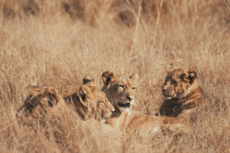 Zambie : Préservation de la Faune zambie-preservation-faune