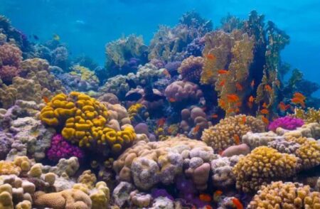 Mer Rouge saoudienne : un voyage en 3 dimensions entre mer, désert et ciel étoilé Mer Rouge saoudienne