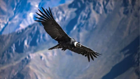 Condor en vol, belvédère de la Cruz del Cóndor © Miguel Mejía / PROMPERÚ